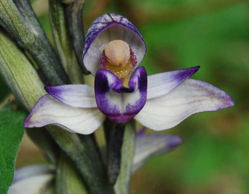 Troina sfida la Sicilia occidentale